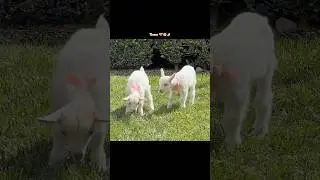 Them 🥺🤌🏻🥀😂 #goat #fish #chicken #mutton #curry #tamil #edit #subscribe @Sakurax._.editzz