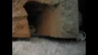 Cute Gecko