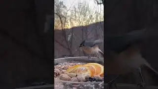Cozy winter feeder visitors this morning ❄️ #theperchandhandplate #cattvtv #birdwatching #asmr