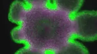 HYDRA mouth opening