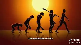 Evolution of Territorial Behavior in Animals
