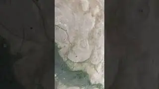 Cockle clamming