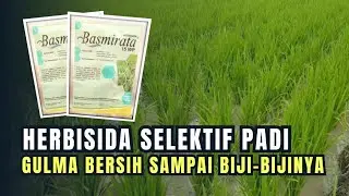 OBAT RUMPUT PADI AMPUH UNTUK BASMI SEGALA GULMA SAMPAI BIJI-BIJINYA