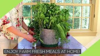 How To Grow A Container Garden