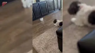 Dog Plays With New Toy - 1790703