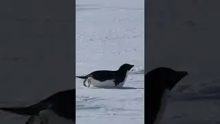 Cute Adelie penguins Part I; belly sliding on the ice