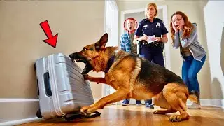 Retired K9 Won’t Stop Scratching Boyfriend’s Suitcase — What Was Inside Shocked Everyone