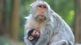 Mama Scarlet Carry Her Bb Little Sit give Milk after walking in Morning Jan 26,2026/Vs.6k148.Ambers