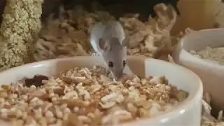 Tiny African Pygmy Mouse eating millet
