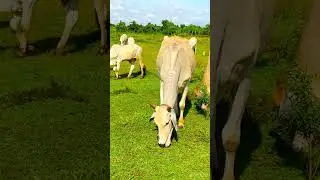 Relaxing Nature Video #cambodia #farming #animalsounds #countrylife #cow #cowsound #cowdance