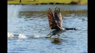 Canadian Goose - Cobra chicken!