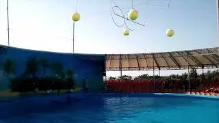 Представление в дельфинарии 