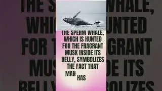 Amazing facts ( What is the secret symbol of the whale? )#shortsvideo #shorts #short