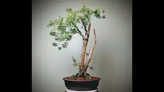 Cutting and Carving: Bottle Brush Bonsai
