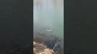 ох эти злые весенние щуки!!!! #щука#микроджиг#ловлянаспиннинг#весна
