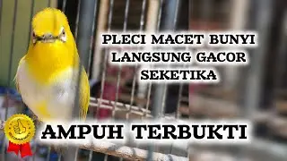 terapi pleci terbaik
