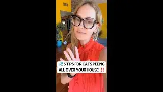 💦 5 Tips for Cats Peeing All Over Your House!