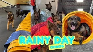 Rainy Day Chaos with Four German Shepherds