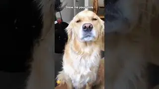 🙂 Unbelievable Dog Grins 🐶 | Funniest Smile Reactions from Happy Puppies