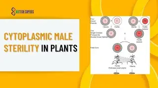 CYTOPLASMIC MALE STERILITY IN PLANTS