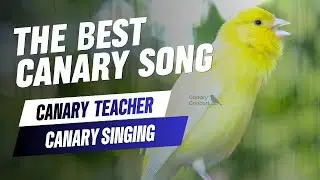 The Best Canary Sound | Your Canary calls and tempts all the canaries to sing | Canary training song
