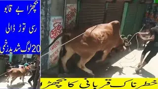 Cow run away before qurbani Eid ul adha 2020 eid e qurban | Cow Run and hitting people | Urdu Shehar