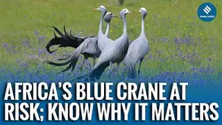 South Africa&rsquo;s National Bird Now Vulnerable: Blue Crane Faces Steep Decline and Rising Threats