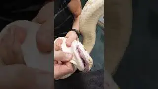 What's in My Snakes Mouth?