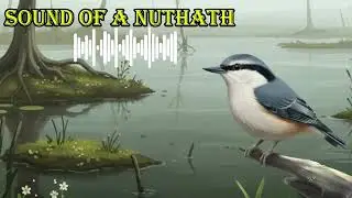 SOUND OF A NUTHATCH 🔊 What does a nuthatch sound