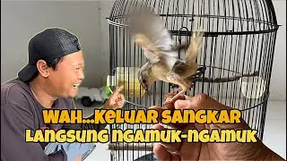 Pertama kali‼️ ngelatih Cigun gacor diluar sangkar, sempet takut kalau gagal 😅