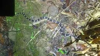 Lycodon truongi 🇻🇳 Vietnam herping tours conctact WhatsApp +84 904 424210