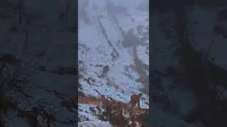 Dhanaulti Snow fall
