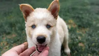 We Adopted a Husky Puppy!