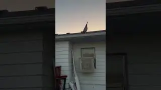 Peahen on the roof! #peahen #peafowl #peacock #homestead #farmanimals #cuteanimals #bird #funny