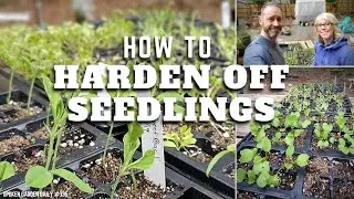 🌱 How to Harden Off Seedlings | Seedling Care - SGD 335 🌱