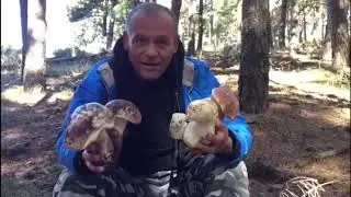 BOLETUS XXL 2020