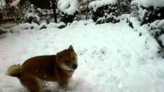 shiba inu Hiro!!!