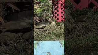 hawk