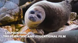 &ldquo;Caspian Seal&rdquo; the scientific and educational film | NCOC