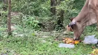 Roadside monkey
