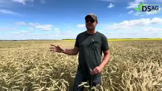 KWS Receptor Hybrid Rye - One Field Everyone Knows the Rules