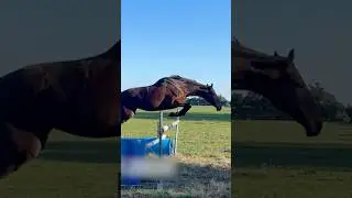 Why do all animals jump to about the same height?