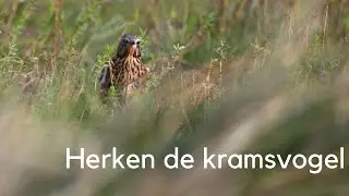 Herken de kramsvogel #1419