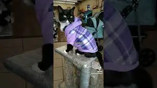 Cat clothing in Winnipeg 👗 👕 👒  😻