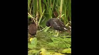 Moorhen chick with adult #bird #chick #shorts