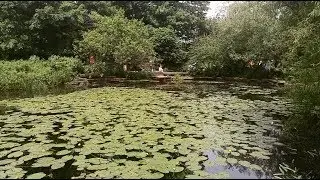 Alfred Caldwell Lily Pool, Chicago