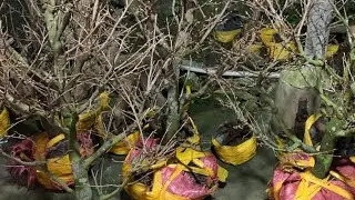 Live mai bong choi tet sieu nu