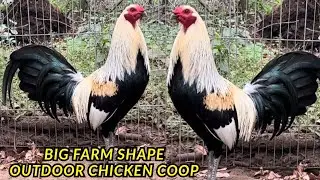BIG FARM USA - Feeding Time Shape Outdoor Chicken Coop Outdoor Breeding pens