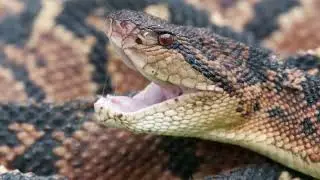 How do bushmasters hunt? Are bushmasters aggressive? How deadly is a bushmaster snake?