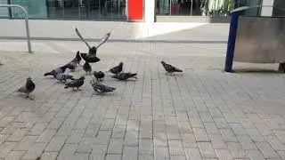 Pigeons Frenzy fighting for Survival
